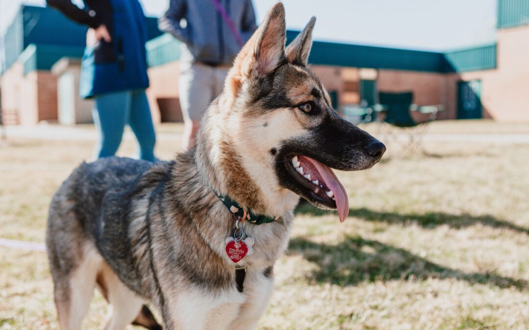 Condenada en sentencia penal por llevar el perro sin correa