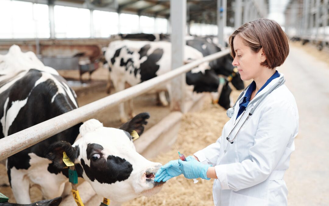 Indemnització per responsabilitat civil professional de veterinari per mort de vaques