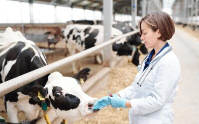 Indemnització per responsabilitat civil professional de veterinari per mort de vaques