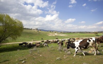 Advocats Dret Agrari: Experts en Dret Rural, Agrari i Agropecuari a Berga