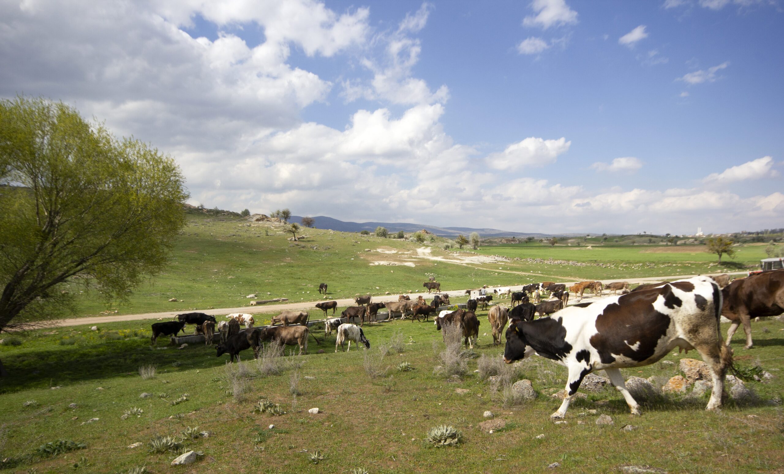 Advocats Dret Agrari: Experts en Dret Rural, Agrari i Agropecuari a Berga cows-on-a-green-field-2025-01-08-23-52-42-utc-min (1)