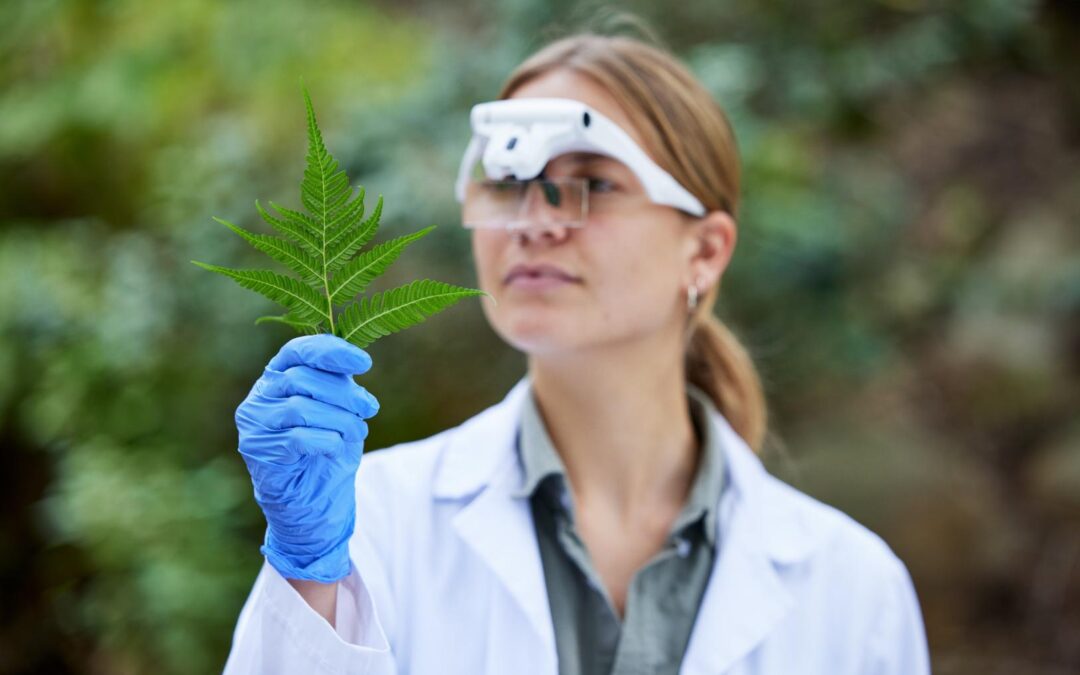 Plantacions de marihuana, un repte per a les defenses