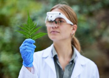 Plantaciones de marihuana, un reto para las defensas delito contra la salud pública