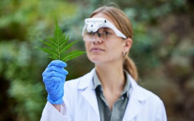 Plantacions de marihuana, un repte per a les defenses